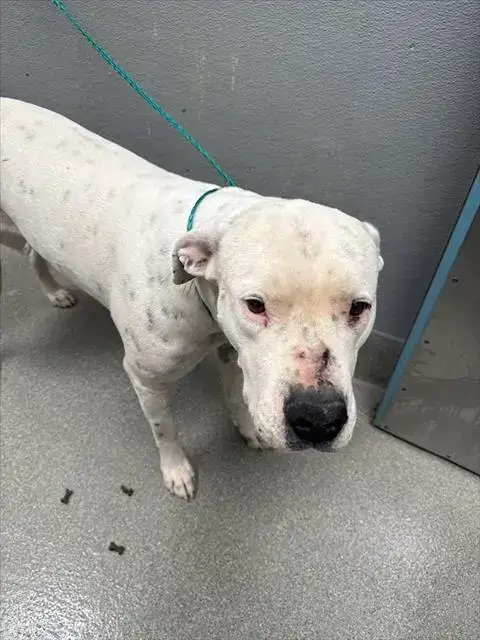 Daisy