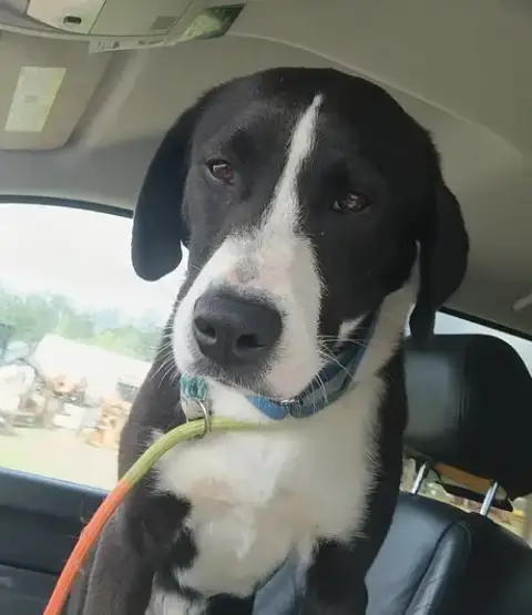 Bo