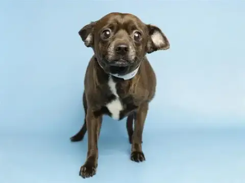 Bowie