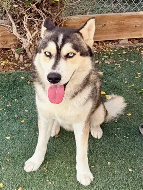 Cassius