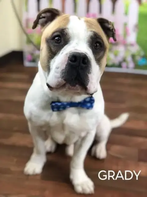 Grady