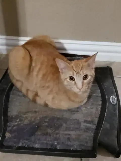 Biscuit Iv. photo 4