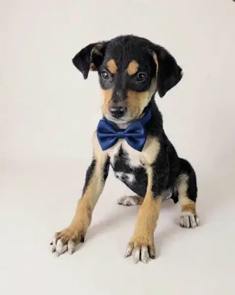 Roscoe