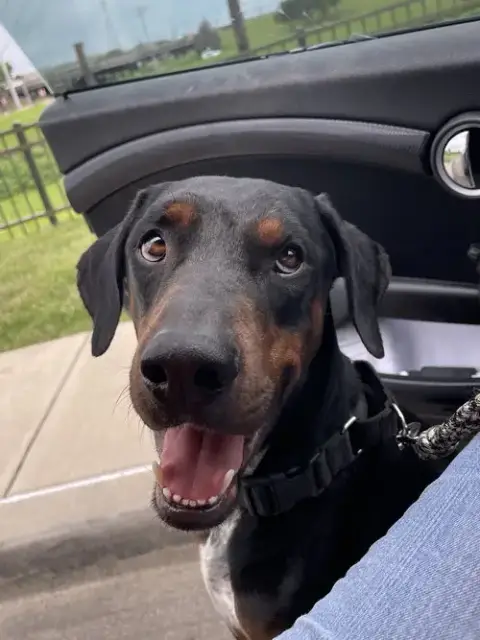Hank photo 2