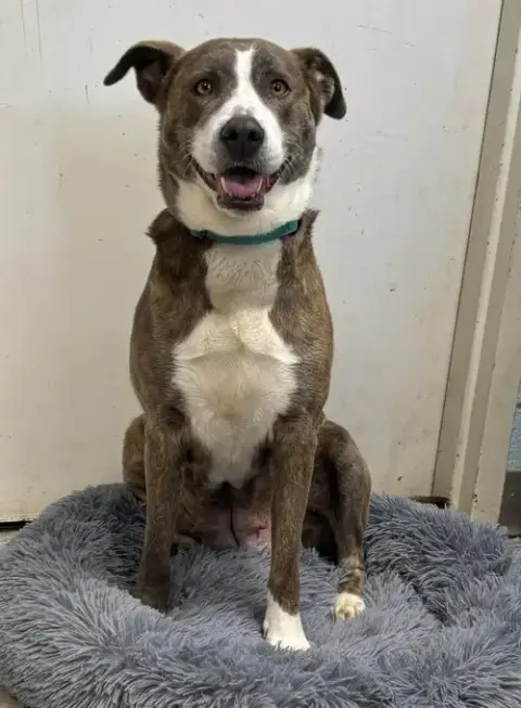 Callie: At Shelter