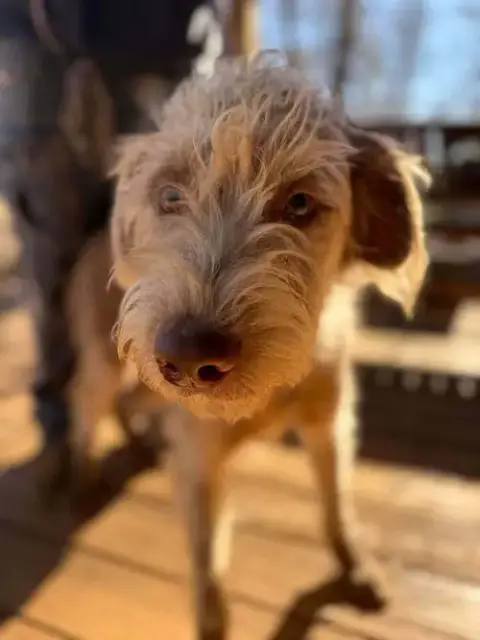 Linus