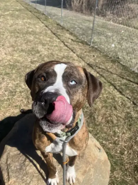 D.O.G. photo 2