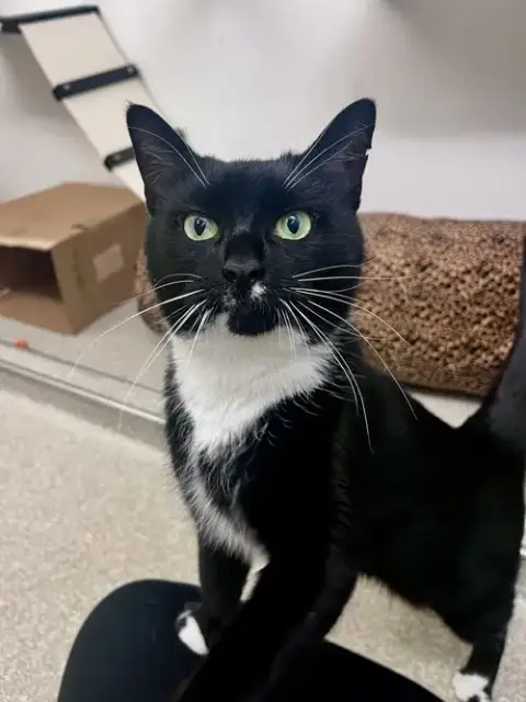 Purrsephone Rm
