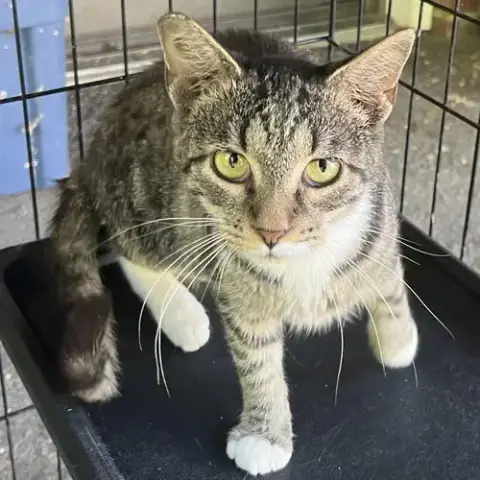 Tabby Abby photo 4