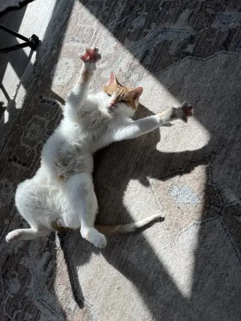 Fitz *Declawed* photo 5