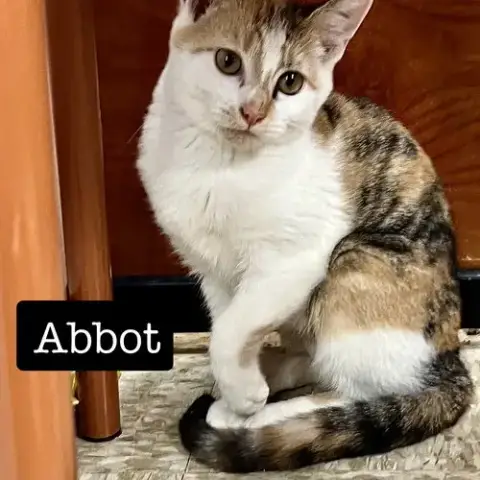 Abbot