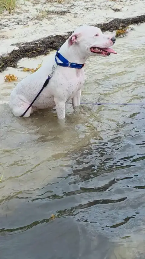 Courtesy Post: Lucy photo 2
