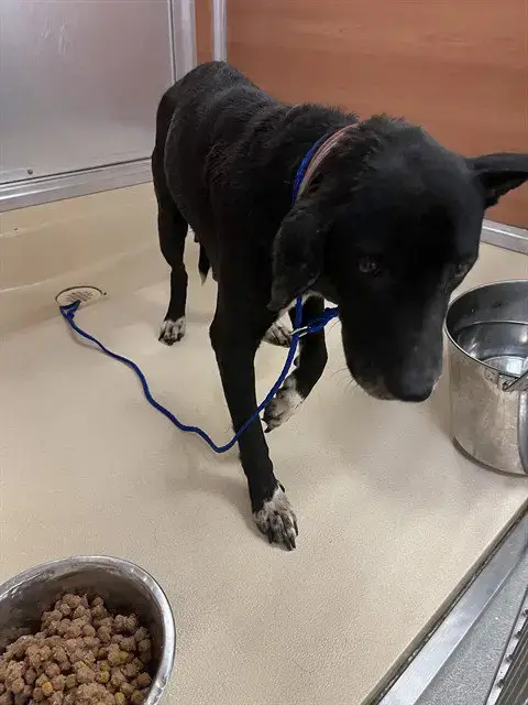 Maggie