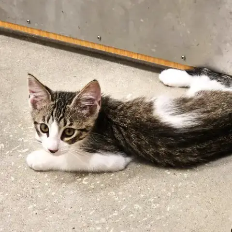 Leo