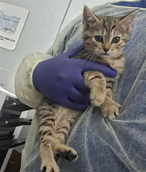 Curie