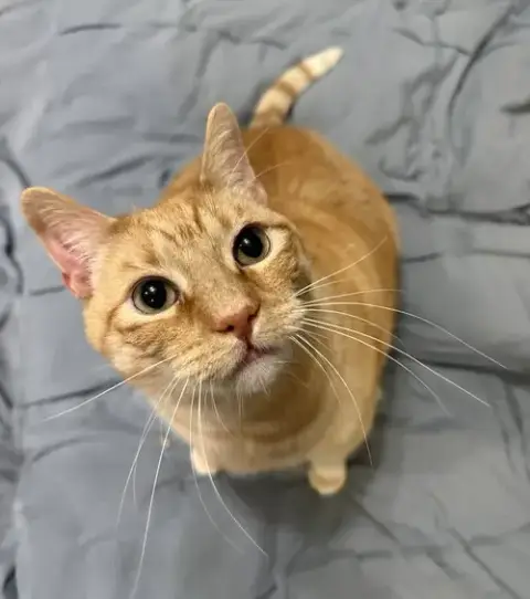 Morris