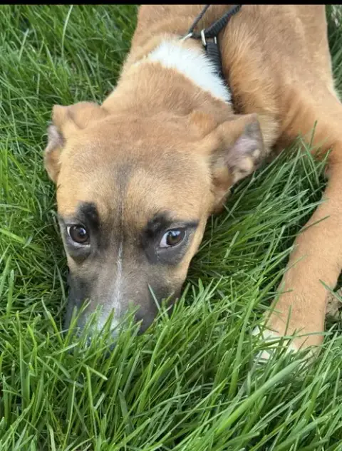Willow photo 2