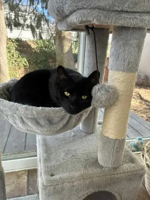 Coal photo 5
