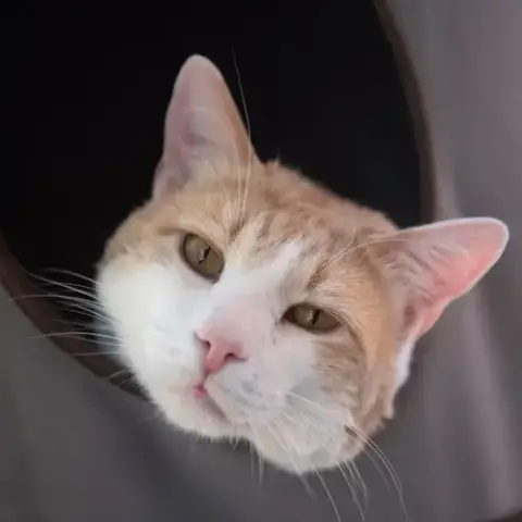 Leo Decatmeow