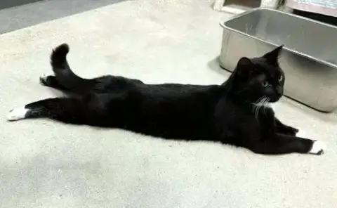 Domino photo 3
