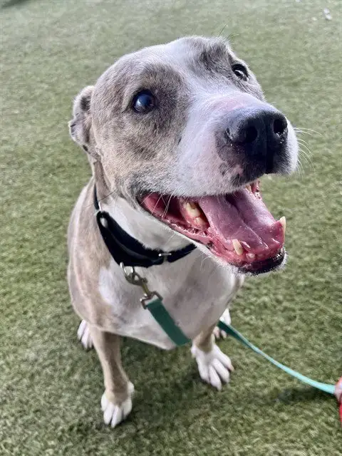 Nola
