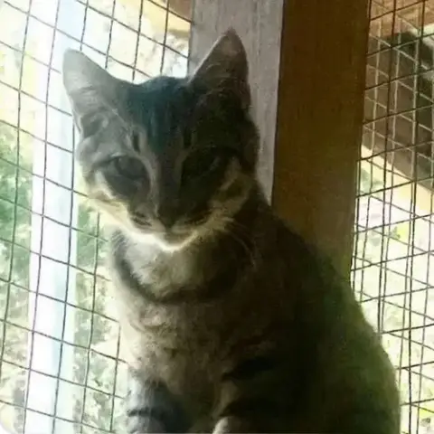 Clyde