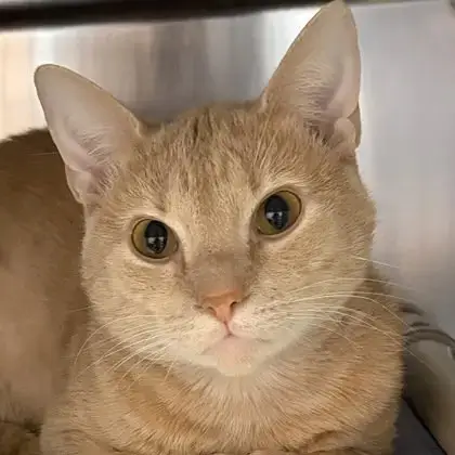 Loki