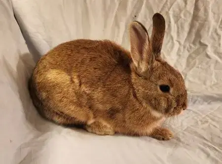 Myra