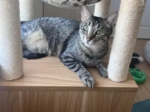 Stella photo 2