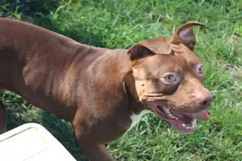 Miller