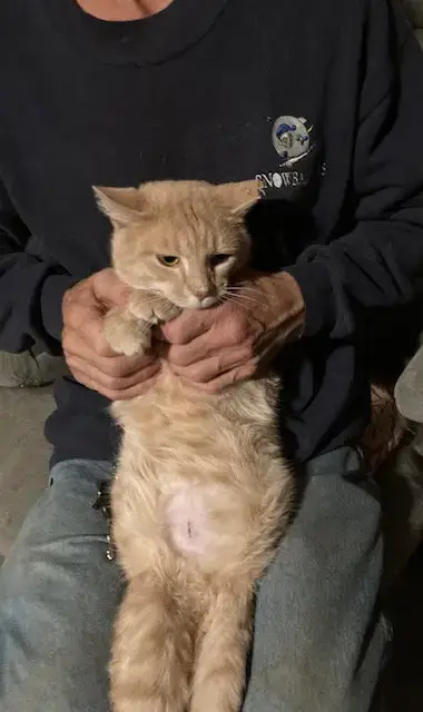 Butternut