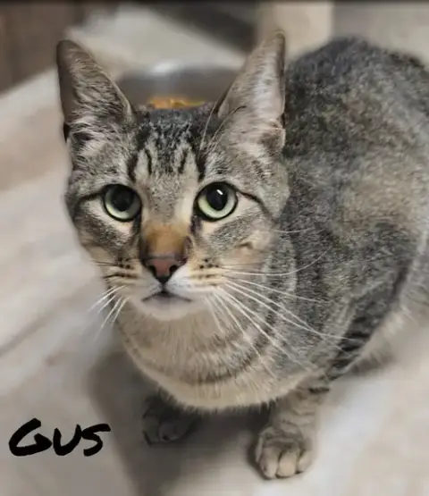 Gus photo 3