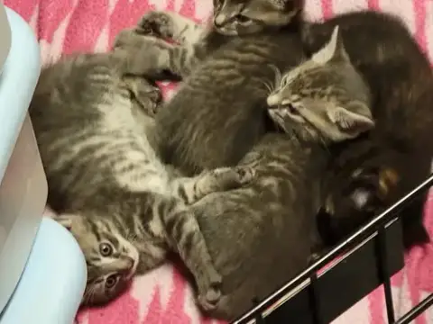 3 Unnamed Kittens