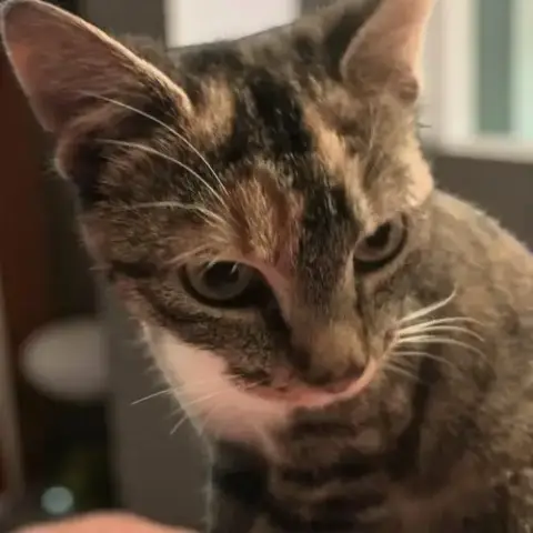 Molly photo 4