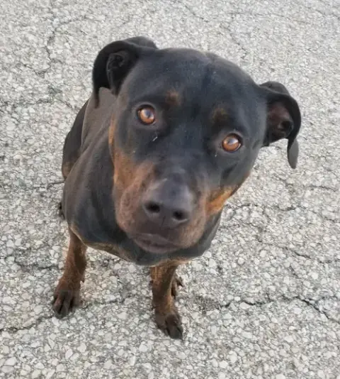 Bubba photo 2