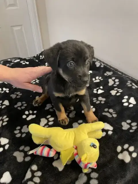 Lil Lola photo 5