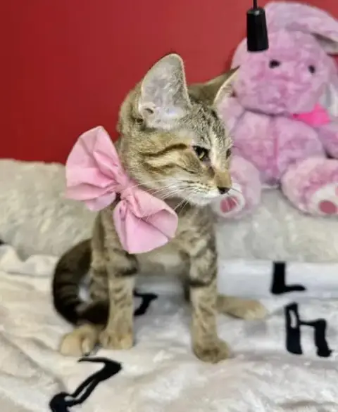 Gigi photo 2