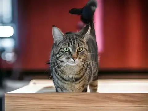 Tiger_Naimo