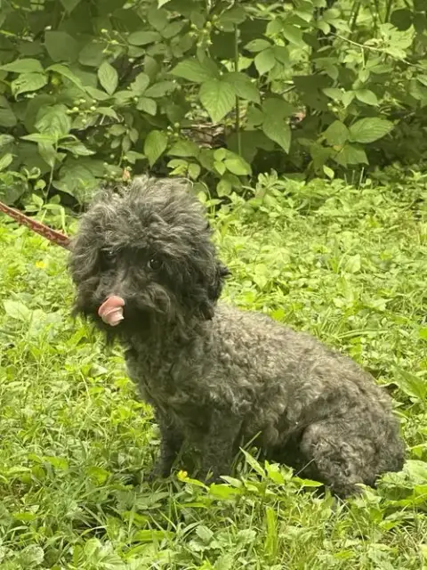 Queenie~ 7Lbs photo 2