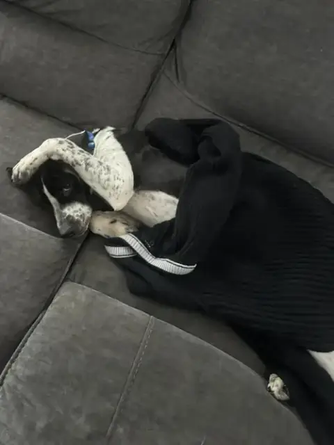 Domino photo 2