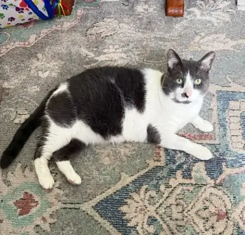 Buddy