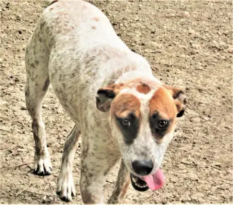 Pepper photo 3