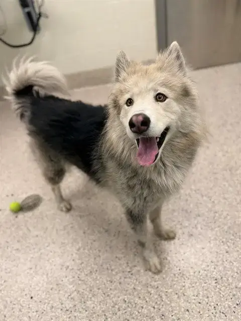 *Shaggydog