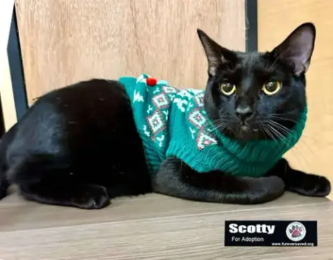 Scotty photo 3