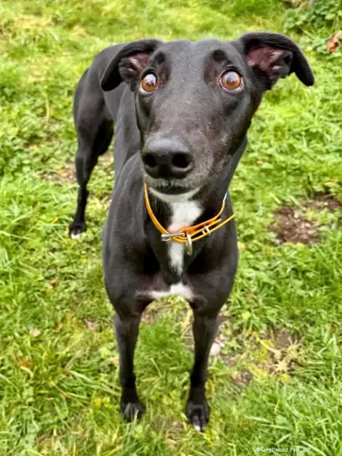 Ollie photo 2