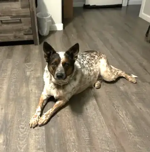 Kobe