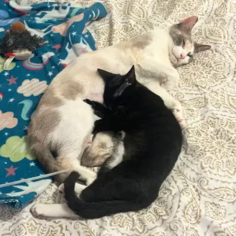 Estrella & Nube