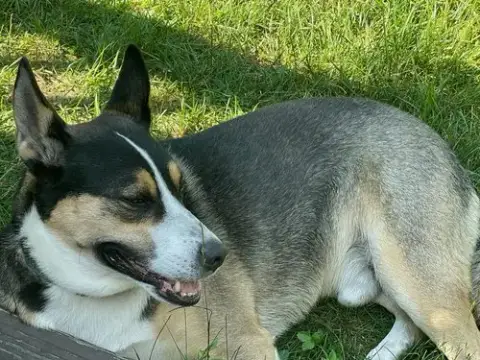 Buddy photo 5