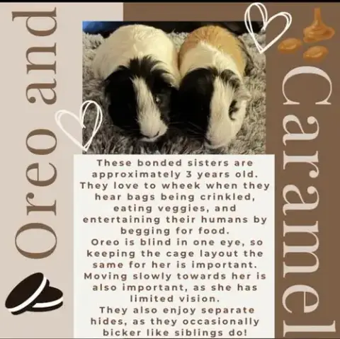 Oreo And Caramel photo 2