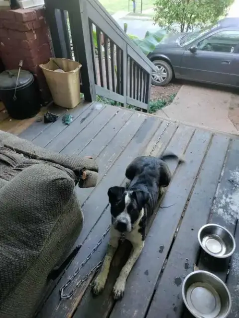 Patches photo 3